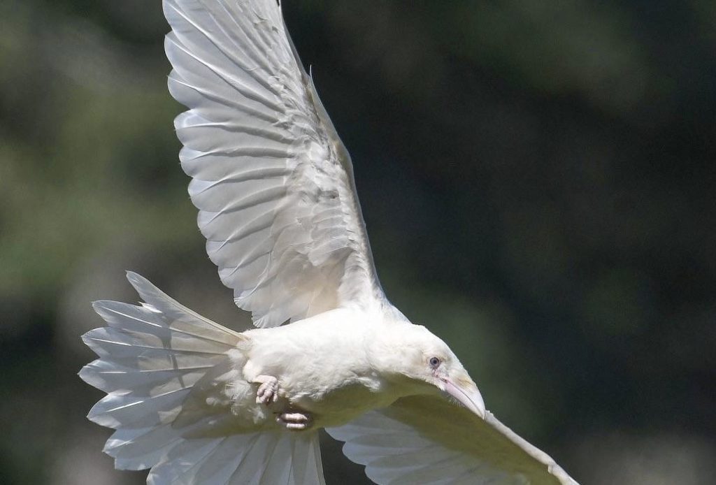 Die Vision von White Raven Spirit relinkblog.de